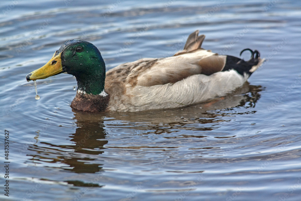 Obraz premium Canard colvert sur l'eau