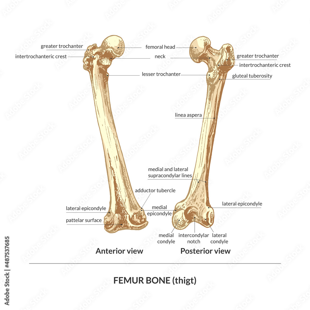 414_bone, human thigh (thigh), back view, front view_bone, human thigh ...