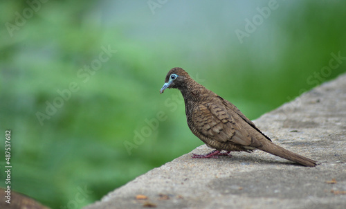 close-up photo of a small bird