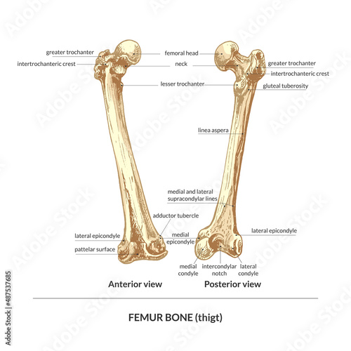414_bone, human thigh (thigh), back view, front view_bone, human thigh (thigh), back view, front view, natural detailed hand drawing, graphics,