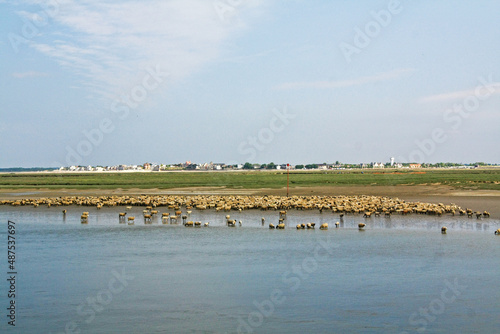 Saint-Valéry-sur-Somme. Moutons de pré-salé dans la rivière. Picardie. Hauts-de-France