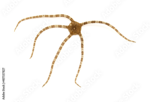 Fauna of Atlantic ocean around Gran Canaria - Ophioderma longicaudum brittle star isolated on white background
