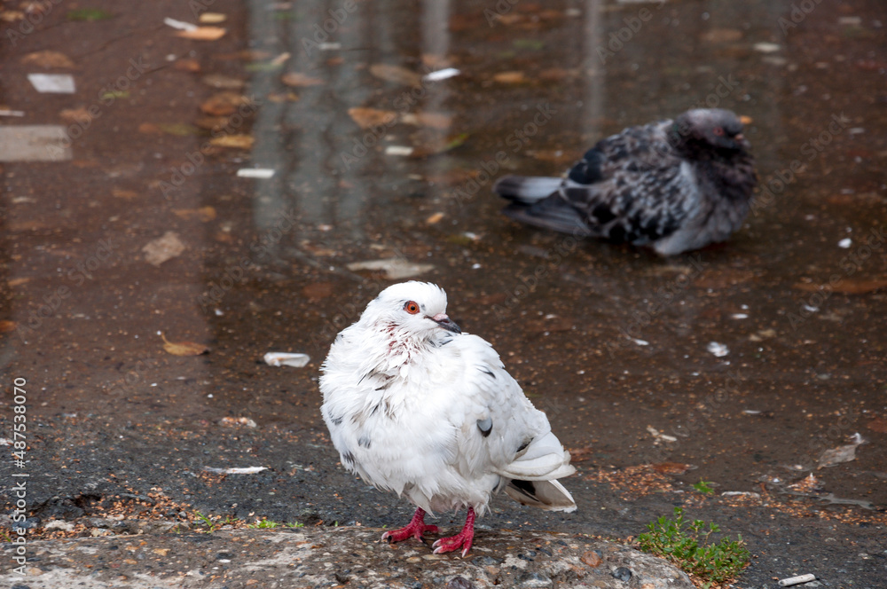 Bird dove of white color on the background with grey puddle in the rainy day Bird dove of white color on the background with grey puddle in the rainy day
