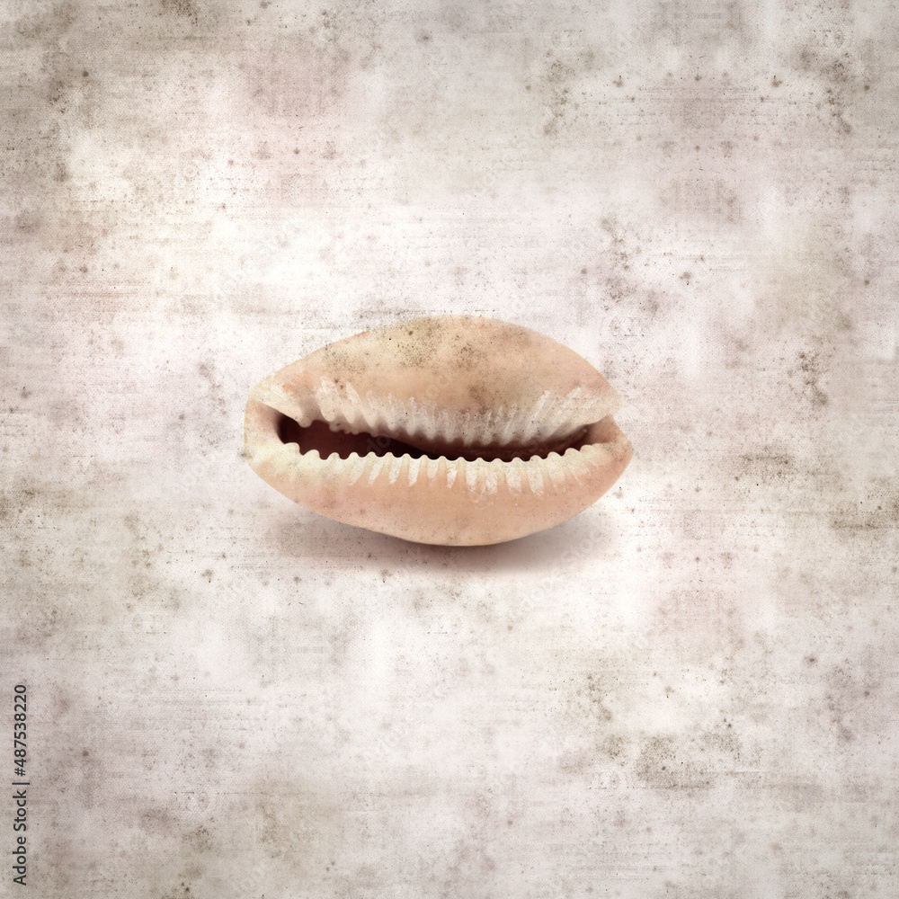 stylish textured old paper background with small Cowrie shell
