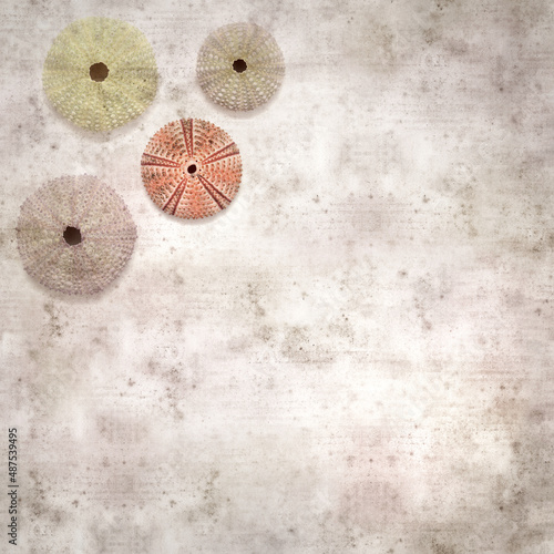 stylish textured old paper background with sea urchin skeletons