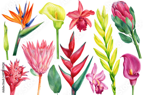 Fotografija Tropical set flowers, callas, orchids, bromeliad, protea, strelitzia