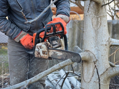 pruning the branches of a walnut tree in a spring garden with a chainsaw by a man in orange gloves, spring gardening tree care work, a man saws off the lower branches of a tree with a light trunk