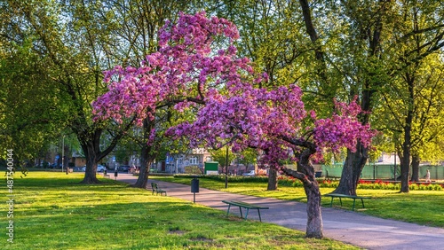Wiosenne kwitnące drzewa w kolorze purpurowym na bulwarach w Krakowie