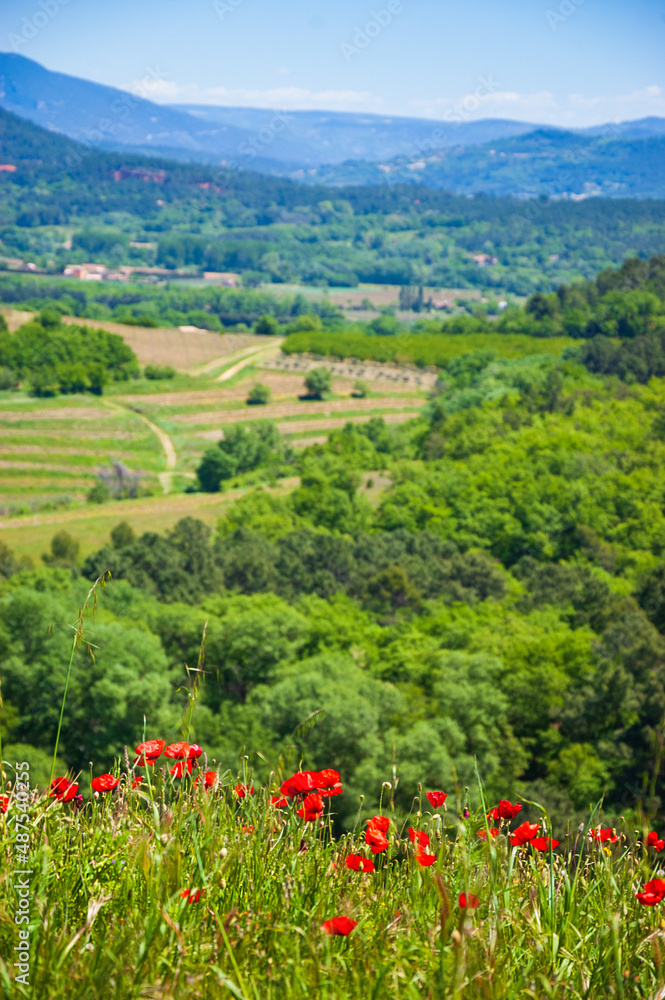 Agricultural springtime landscape in Provence with poppy flowers and mountains. France. Environment, ecology, travel background. Eco-planet concept.