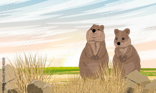 Couple of quokkas in dry grass at dawn. Short-tailed scrub wallaby Setonix brachyurus in Australia. Realistic vector landscape