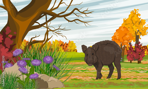 Wild boar in the autumn field. Autumn tree, field and thickets of purple asters. Realistic vector landscape