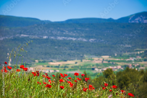 Agricultural springtime landscape in Provence with poppy flowers and mountains. France. Environment, ecology, travel background. Eco-planet concept.