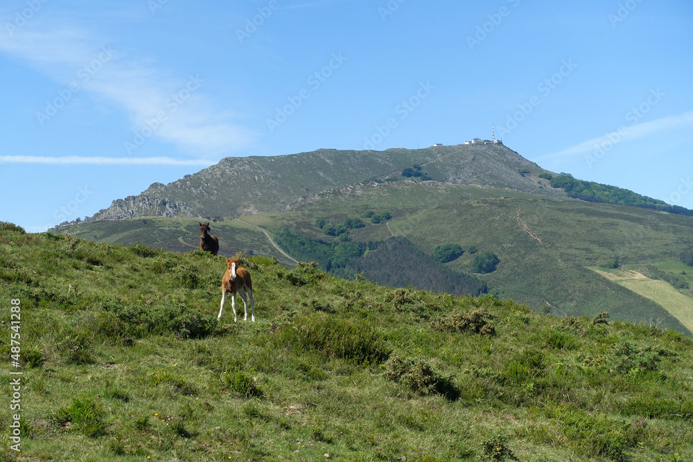 Les chevaux sauvages Pottoks devant la Rhune, au Pays basque