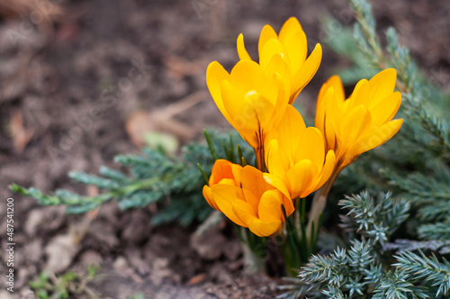 Crocus biflorus in juniper branches. Spring flower close-up on a blurred background and soft focus. photo