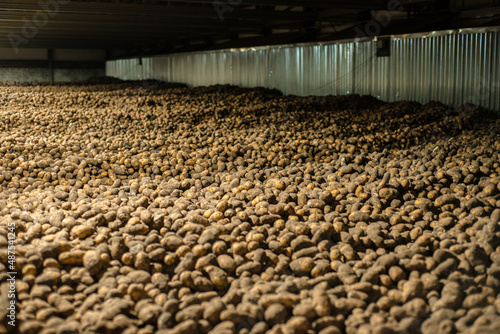 potatoes in storage