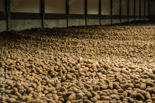 potatoes in storage photo