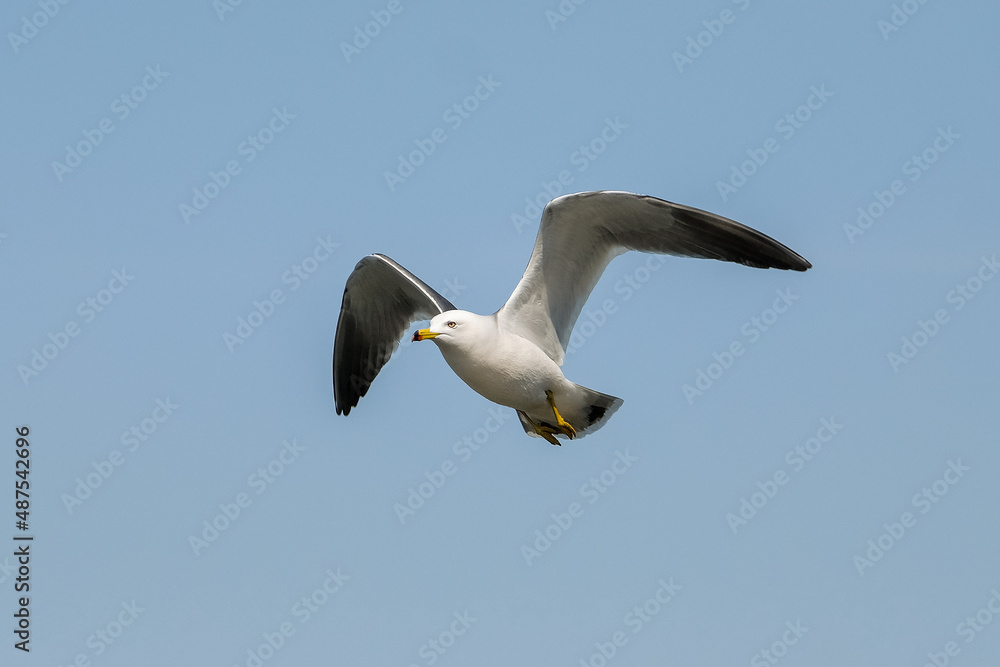 Obraz premium seagull