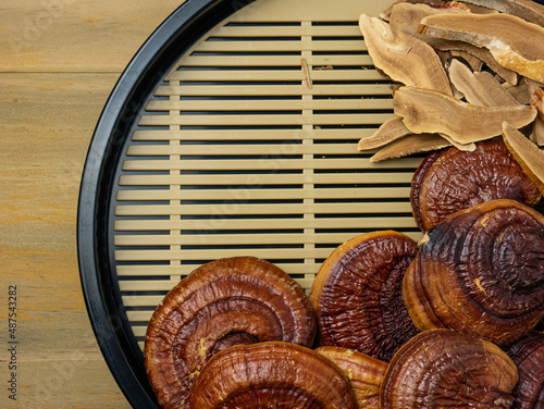 Konstfotografi The lingzhi is the ancient mushroom of immortality for medical or food concept