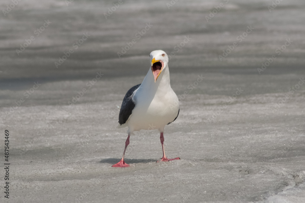 Obraz premium seagull