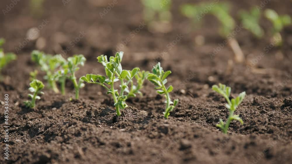 Close-up of sprouted young chickpea sprouts in a field swaying in the wind Close-up of sprouted young chickpea sprouts in a field swaying in the wind