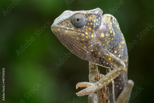 Chameleon