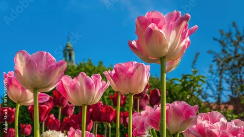 Fototapeta Naklejka Na Ścianę i Meble -  Wiosenne kwiaty tulipany w porannym słońcu