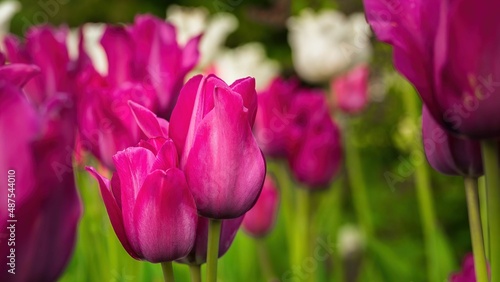 Wiosenne kwiaty tulipany w porannym s  o  cu