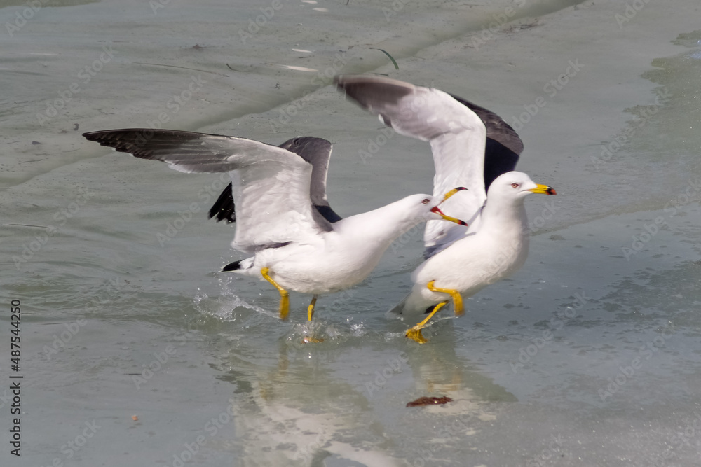 seagull seagull