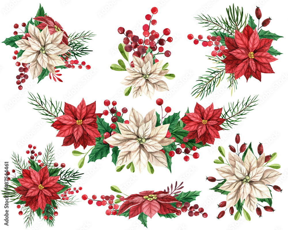 Set of watercolor compositions with poinsettia flowers, leaves, spruce branches, red berries. Christmas composition