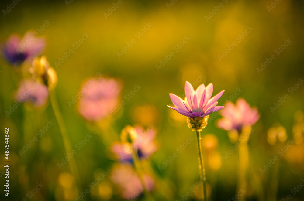 Bright summer meadow featuring tiny pink flowers on the green background.