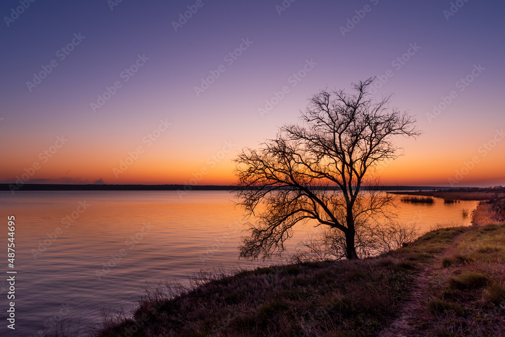 A silhouette of the old tree on the very edge of the shoreline in the evening