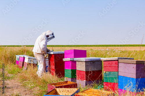 Apiarist, beekeeper is working in apiary, row of beehives, bee farm