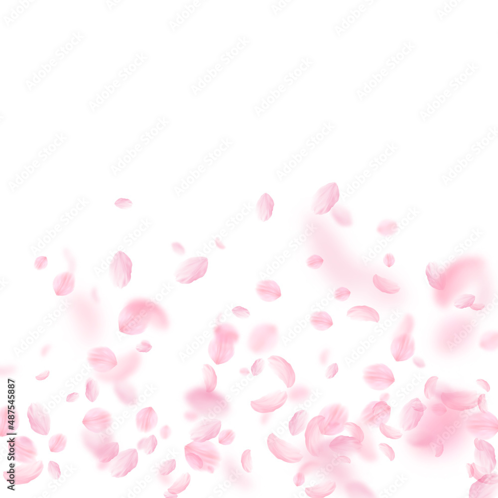 Sakura petals falling down. Romantic pink flowers gradient. Flying petals on white square background. Love, romance concept. Sightly wedding invitation.