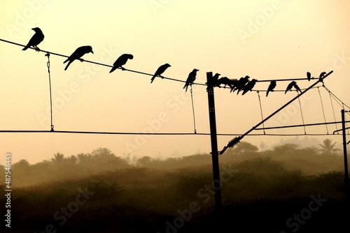 birds on wires
