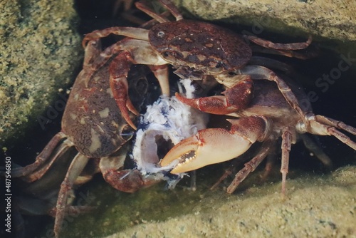 crab on the beach