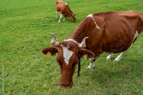 Beautiful swiss cows. Alpine meadows. farm.