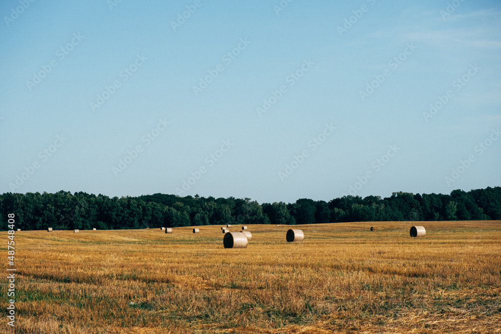 Fototapeta premium bales of hay on a field