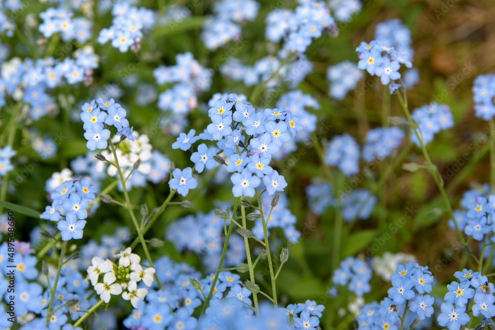 forget me not flowers forget me not flowers