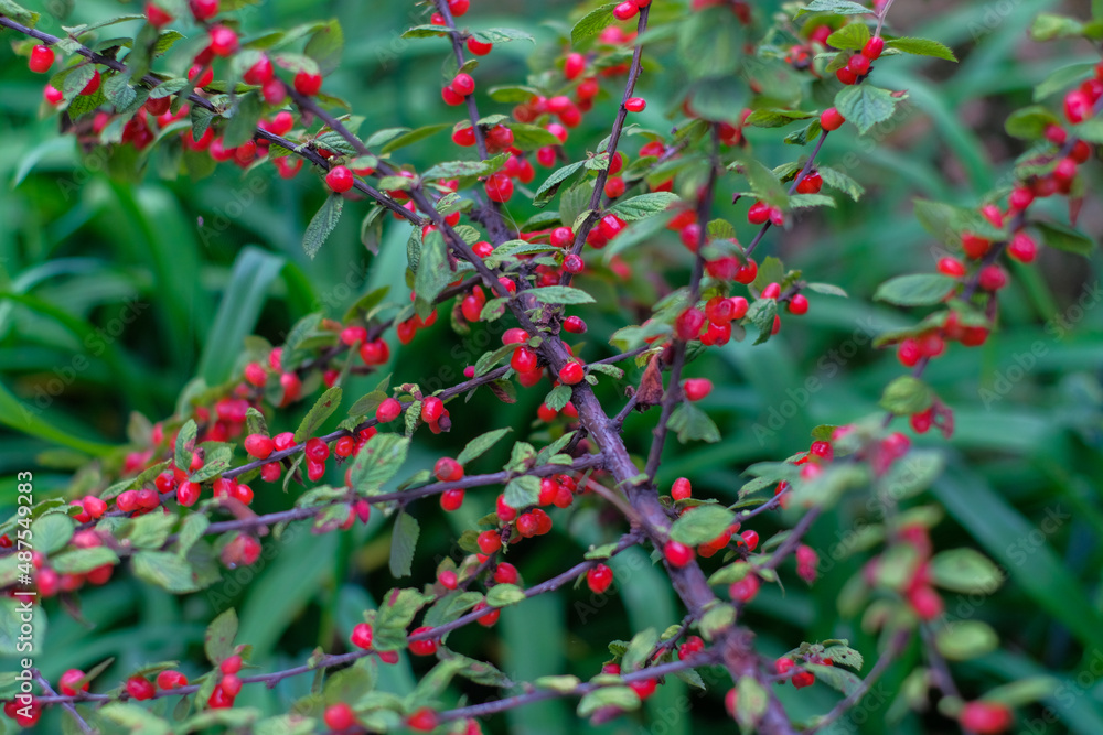 Obraz premium red berry