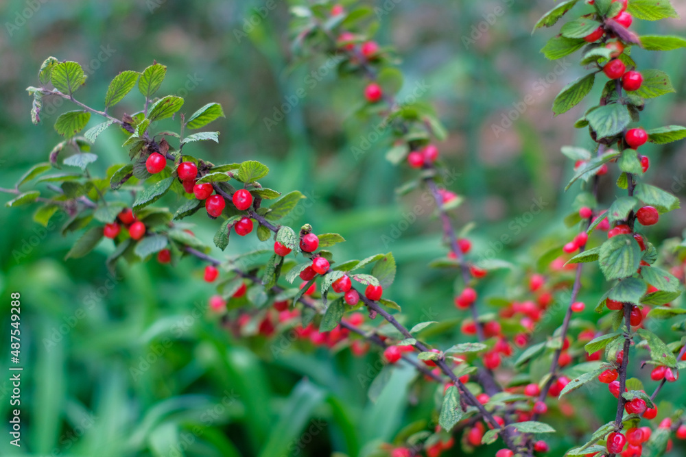 red berry red berry