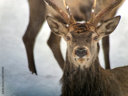 Red deer head and antler portrait isolated on white. © Michal