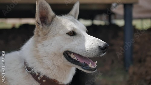 a portrait of a dog with its tongue hanging out looks around. white swiss shepherd dog in a collar