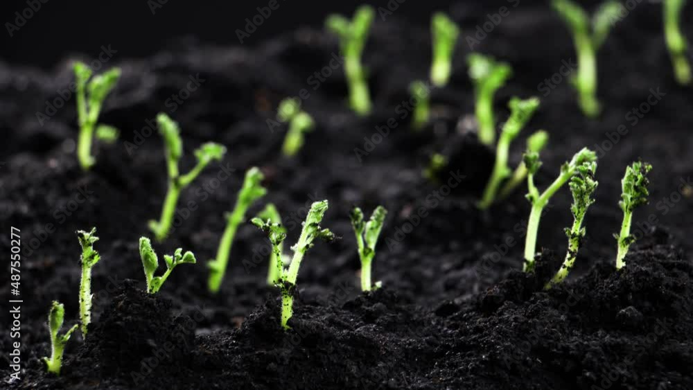 Growing plants in timelapse, Sprouts Germination newborn chickpeas Seed Growing plants in timelapse, Sprouts Germination newborn chickpeas Seed