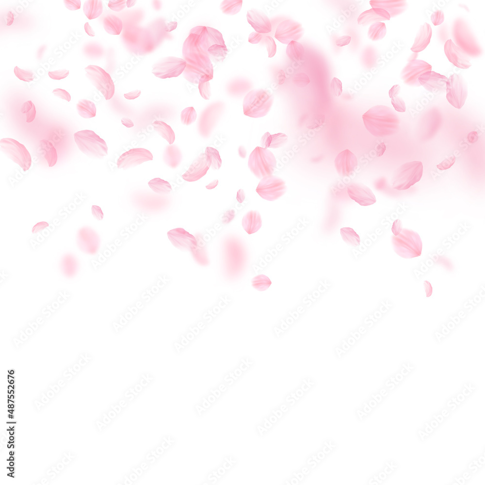 Sakura petals falling down. Romantic pink flowers gradient. Flying petals on white square background. Love, romance concept. Pretty wedding invitation.