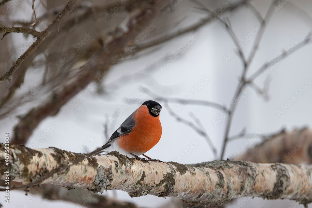 The Eurasian bullfinch, common bullfinch or bullfinch (Pyrrhula pyrrhula) is a small passerine bird in the finch family, Fringillid,Helgeland,Northern Norway,scandinavia,Europeae The Eurasian bullfinch, common bullfinch or bullfinch (Pyrrhula pyrrhula) is a small passerine bird in the finch family, Fringillid,Helgeland,Northern Norway,scandinavia,Europeae
