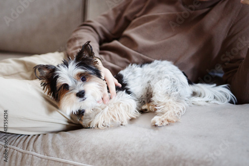 Havanese Dog. A beautiful Havanese Dog. Black and White fur. 