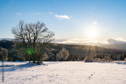 Lonely tree and sun, Zhuri at winter, Sumava mountains photo