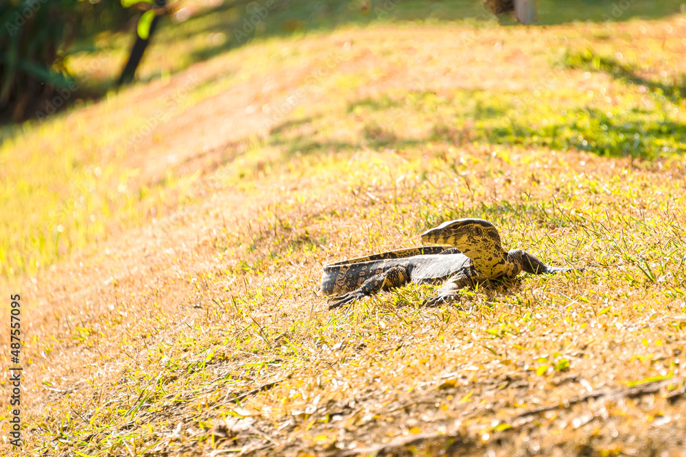 damn is resting on the lawn. damn is resting on the lawn.