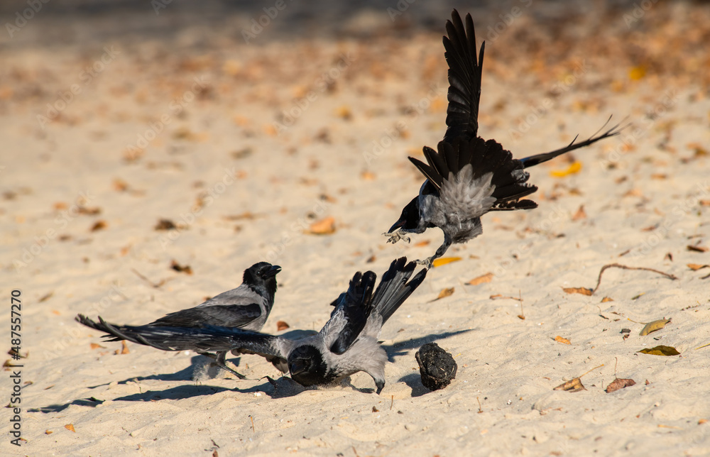 Obraz premium Gray raven bathes in the sand and river on an autumn sunny morning, nature and wild life