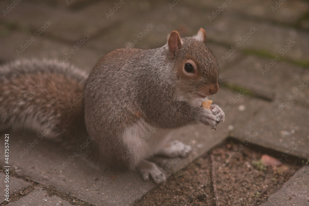 Obraz premium squirrel eating nut